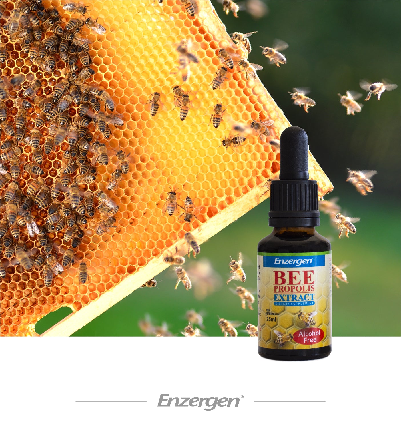Enzergen® Bee Propolis Extract Alcohol-Free – Natural immune support with high-potency propolis, made in New Zealand.