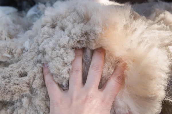 Alpaca fleece | Kiwicorp New Zealand