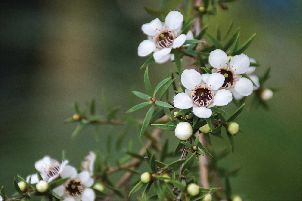 What is the difference between UMF and MGO Manuka honey?