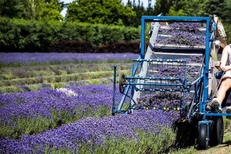 Lavender harvest-kiwicorp